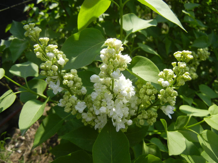 White Lilac Tree (2013, April 22) - Syringa vulgaris White