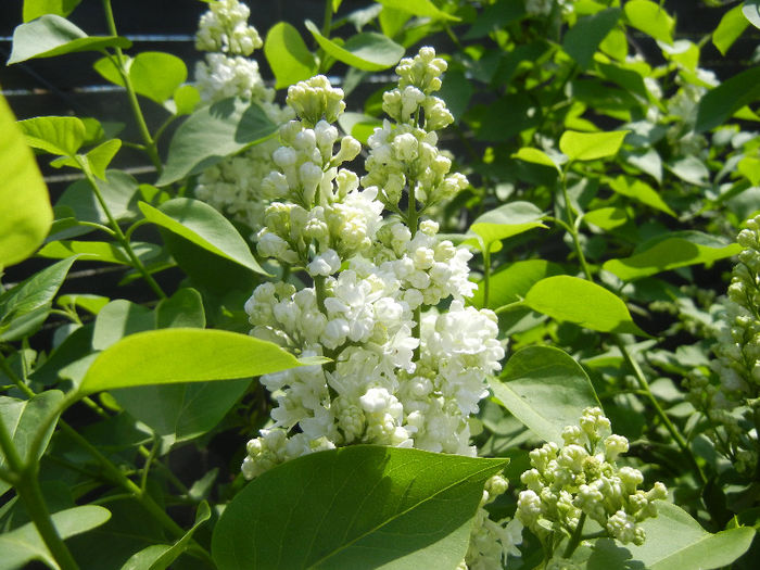 White Lilac Tree (2013, April 22) - Syringa vulgaris White