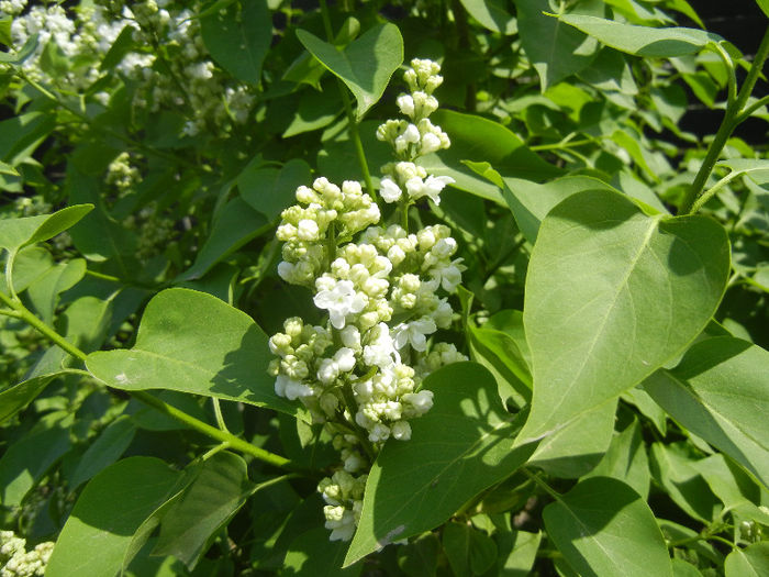 White Lilac Tree (2013, April 22) - Syringa vulgaris White
