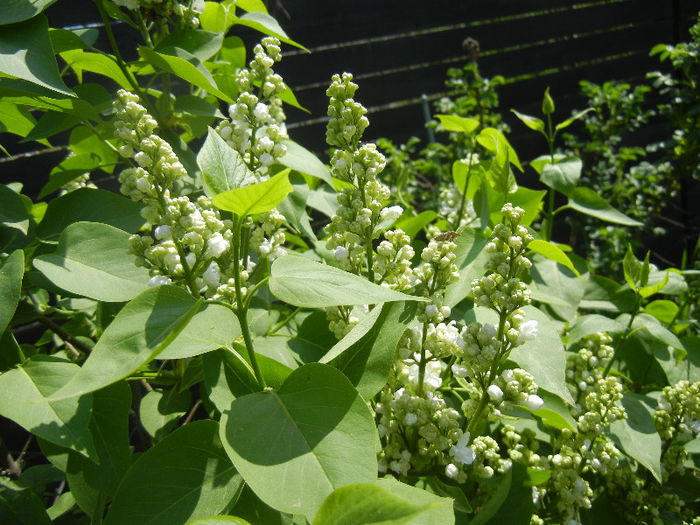 White Lilac Tree (2013, April 22) - Syringa vulgaris White