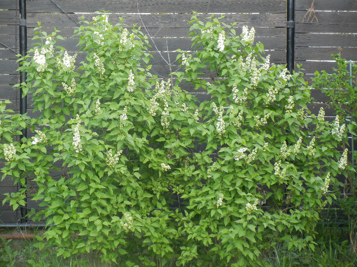 White Lilac Tree (2013, April 22) - Syringa vulgaris White