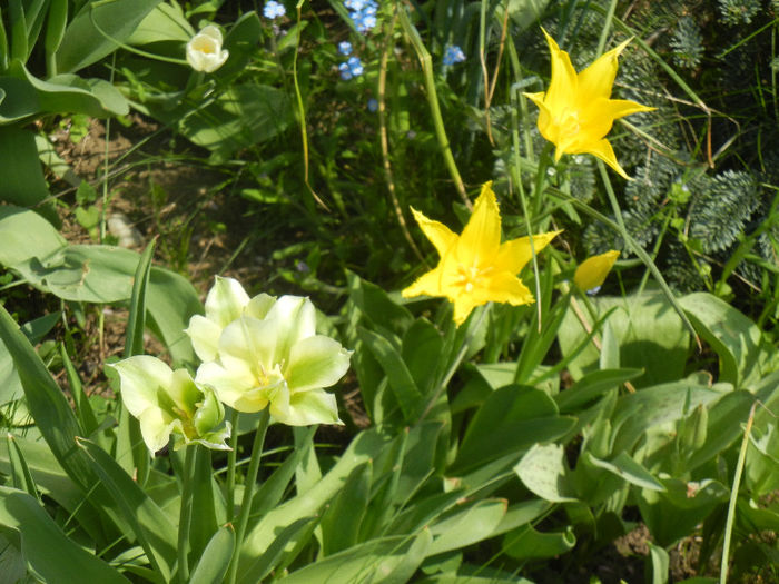 Spring Green & Cistula (2013, April 23) - LALELE_TULIP CLASSES