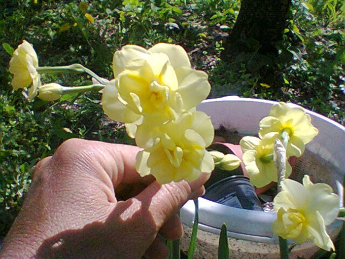 Fotogr.0953