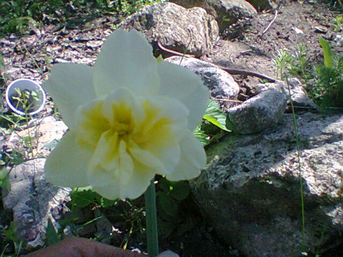 Fotogr.0954