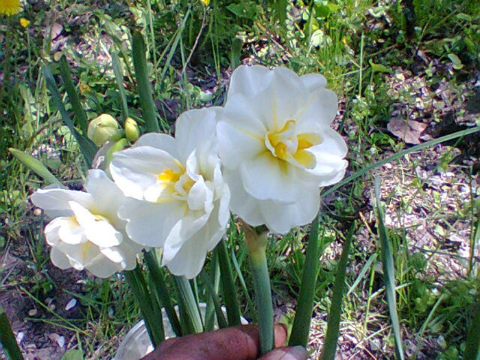 Fotogr.0956