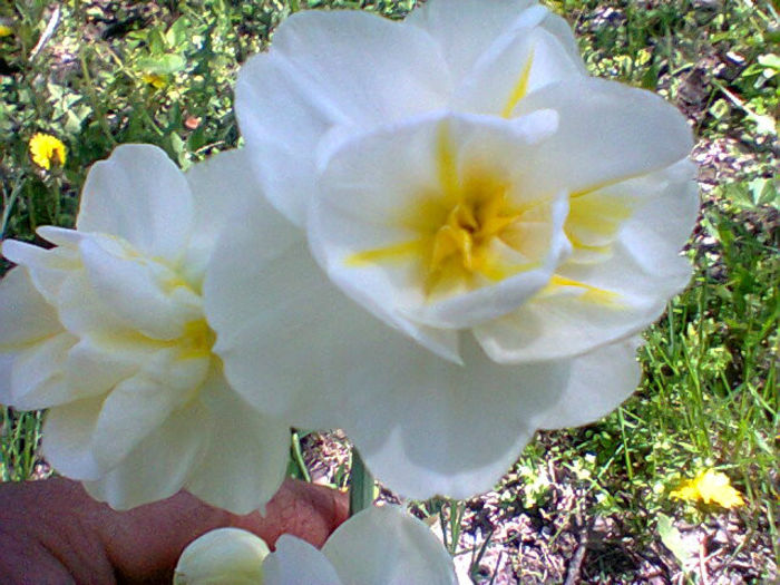Fotogr.0957