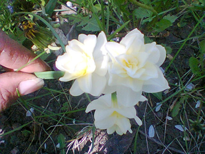 Fotogr.0958