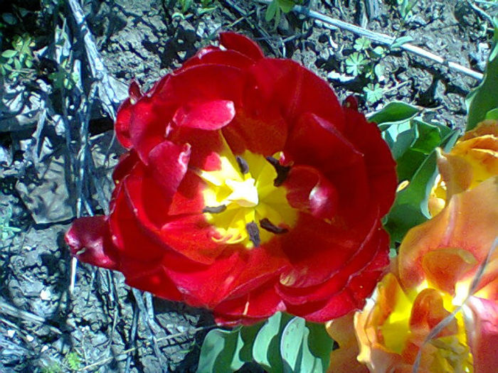 Fotogr.0964