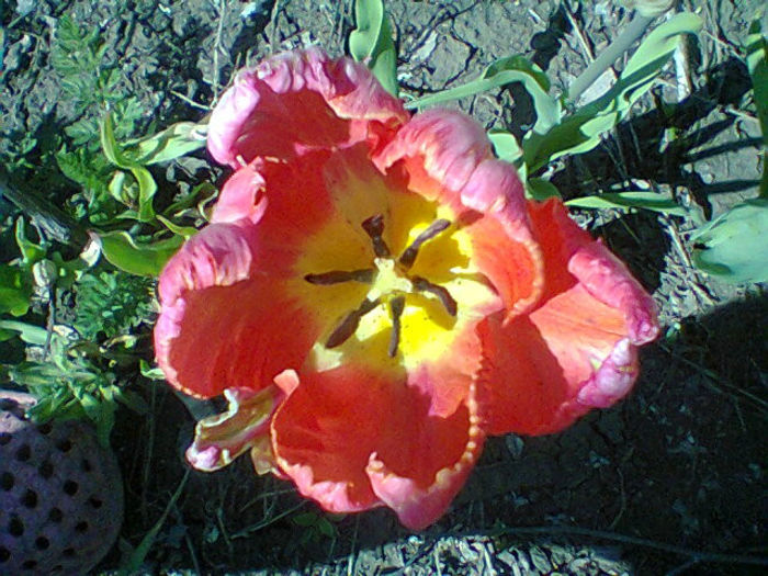 Fotogr.0965