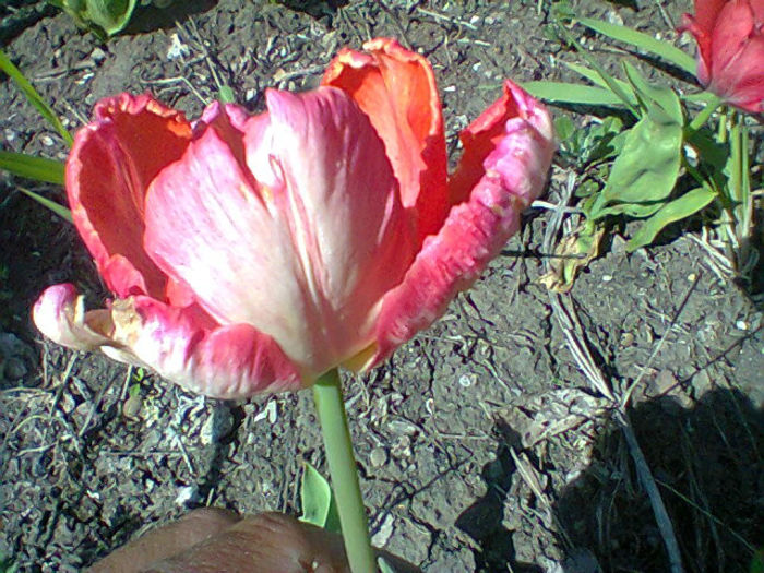 Fotogr.0966