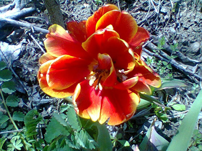 Fotogr.0967