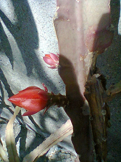 Fotogr.0971