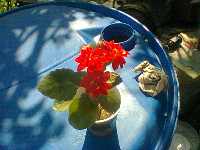 Fotogr.0950 - flori de ghiveci