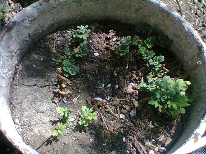Fotogr.0951