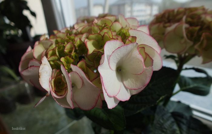 hortensii alb cu bordura7
