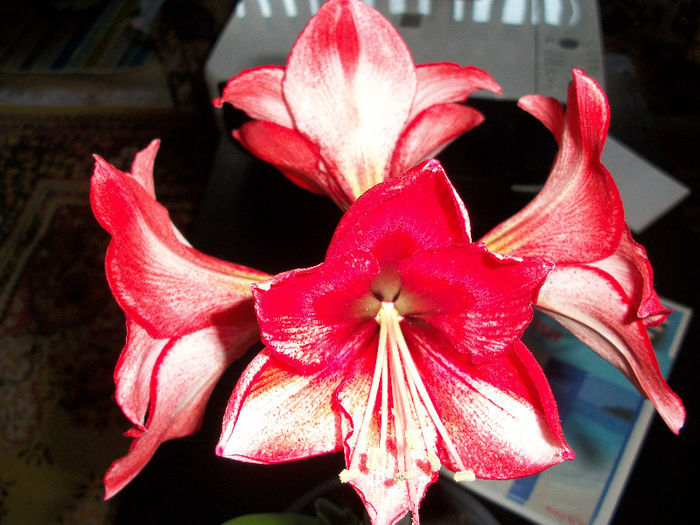 100_3495 - amaryllis charisma