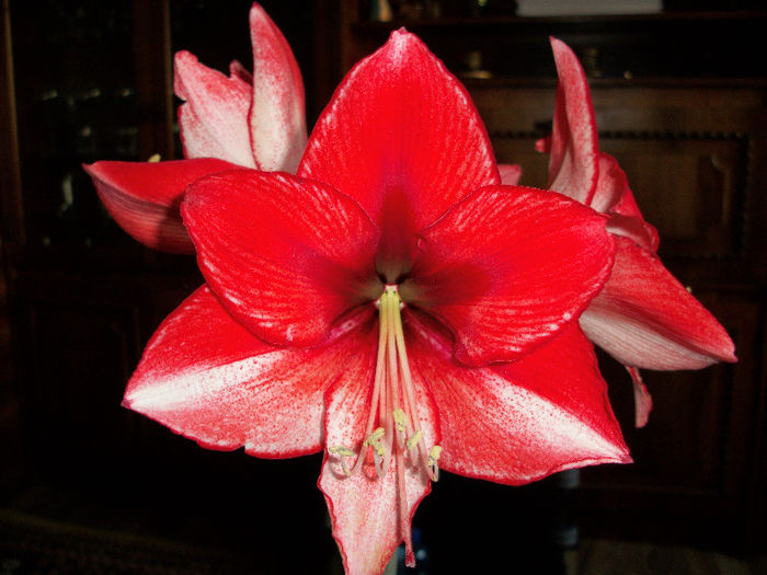 100_3498 - amaryllis charisma