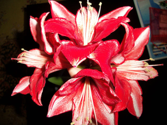 100_3504 - amaryllis charisma