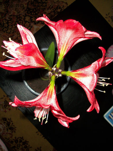 100_3507 - amaryllis charisma