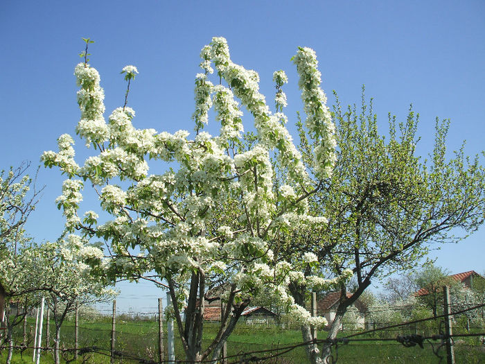 DSCF8809 - GRADINA 2013