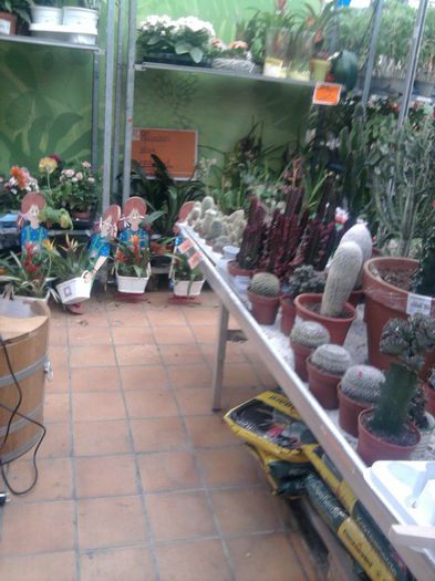 aici raft cu plante la reducere 50%