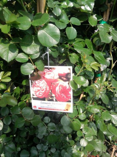 Fotografie1996 - hornbach austria 2013