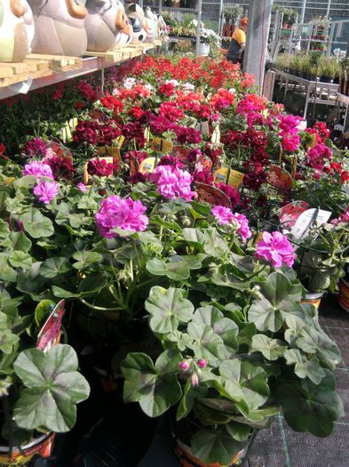 Fotografie1999 - hornbach austria 2013