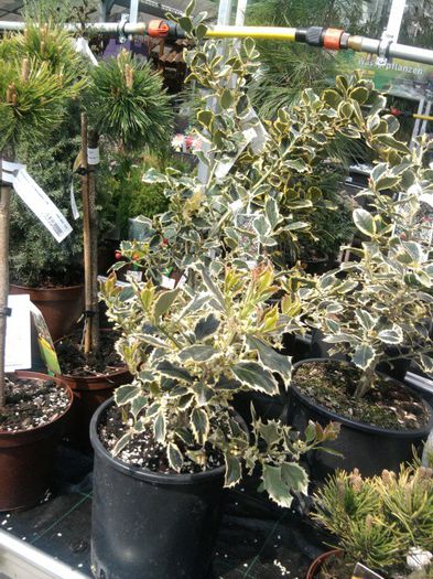 Fotografie2000 - hornbach austria 2013