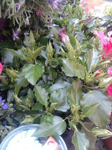 Fotografie2001 - hornbach austria 2013