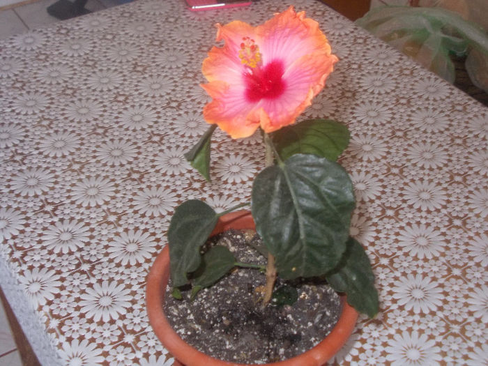 DSCN8235_3704 - Florile mele