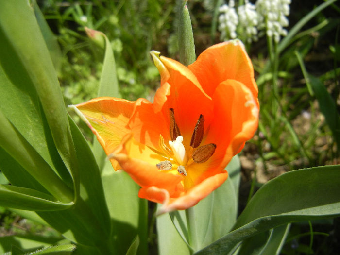 Tulipa Princess Irene (2013, April 22) - Tulipa Princess Irene