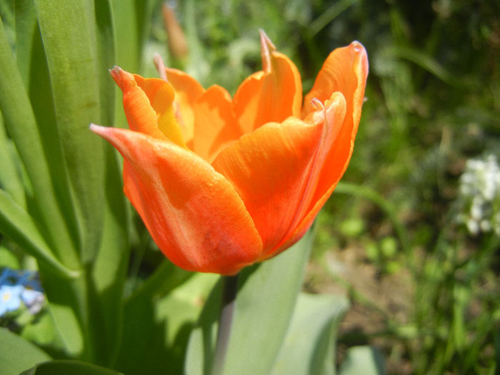 Tulipa Princess Irene (2013, April 24) - Tulipa Princess Irene