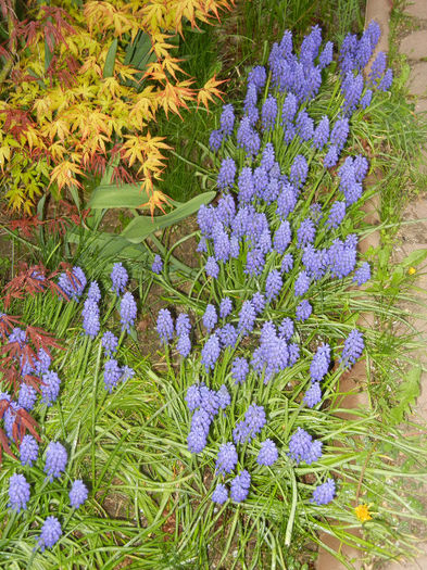Muscari & Acer palmatum (2013, Apr.21)