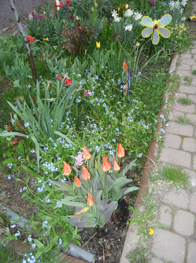 Spring colors (2013, April 21) - 04 Garden in April