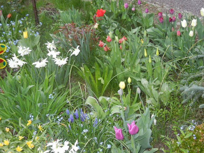 Spring colors (2013, April 21) - 04 Garden in April