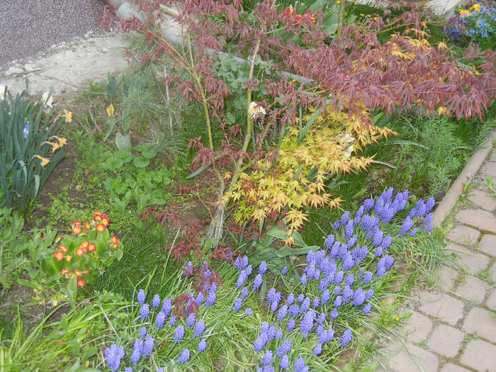 Spring colors (2013, April 21)