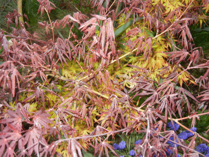 Spring colors (2013, April 21)