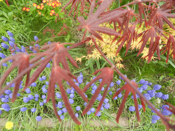 Spring colors (2013, April 21)