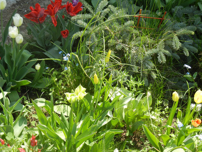 Spring colors (2013, April 22)