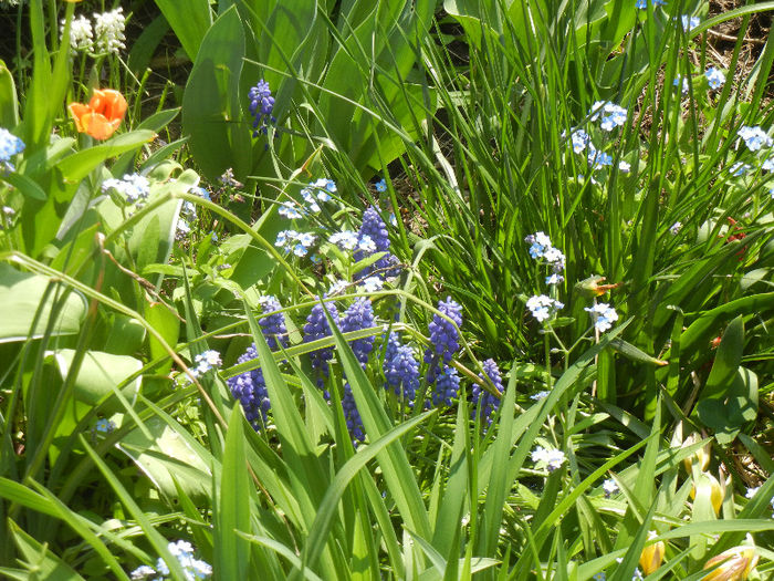Spring colors (2013, April 22)