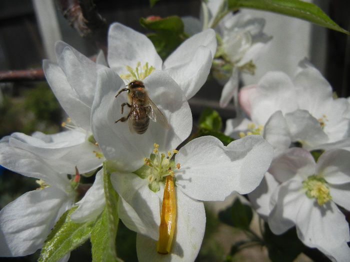 Bee on Apple Blossom (2013, April 22) - BEES and BUMBLEBEES