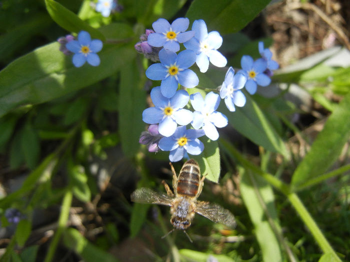 Bee on Myosotis alpestris (2013, April 23) - BEES and BUMBLEBEES