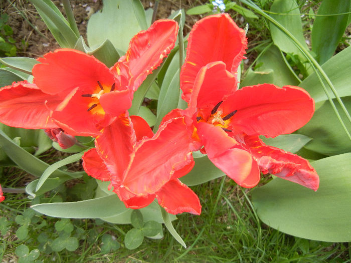 Tulipa Bastogne Parrot (2013, April 21)