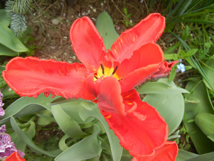 Tulipa Bastogne Parrot (2013, April 21)