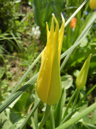 Tulipa Cistula (2013, April 22)