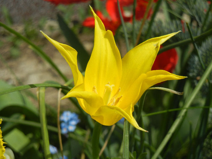 Tulipa Cistula (2013, April 23)