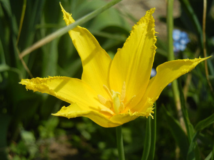 Tulipa Cistula (2013, April 23) - Tulipa Cistula