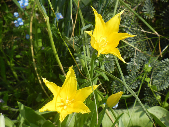 Tulipa Cistula (2013, April 23) - Tulipa Cistula