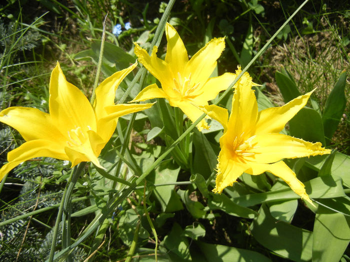 Tulipa Cistula (2013, April 24) - Tulipa Cistula