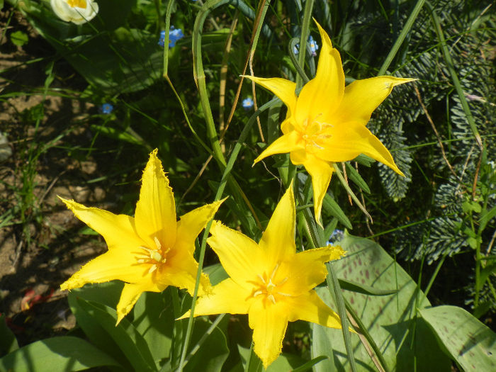 Tulipa Cistula (2013, April 24)